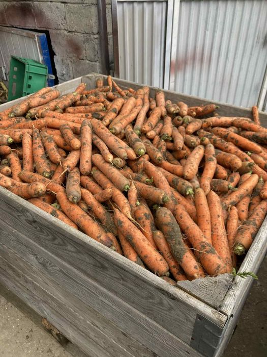 Marchew jadalna LAGUNA