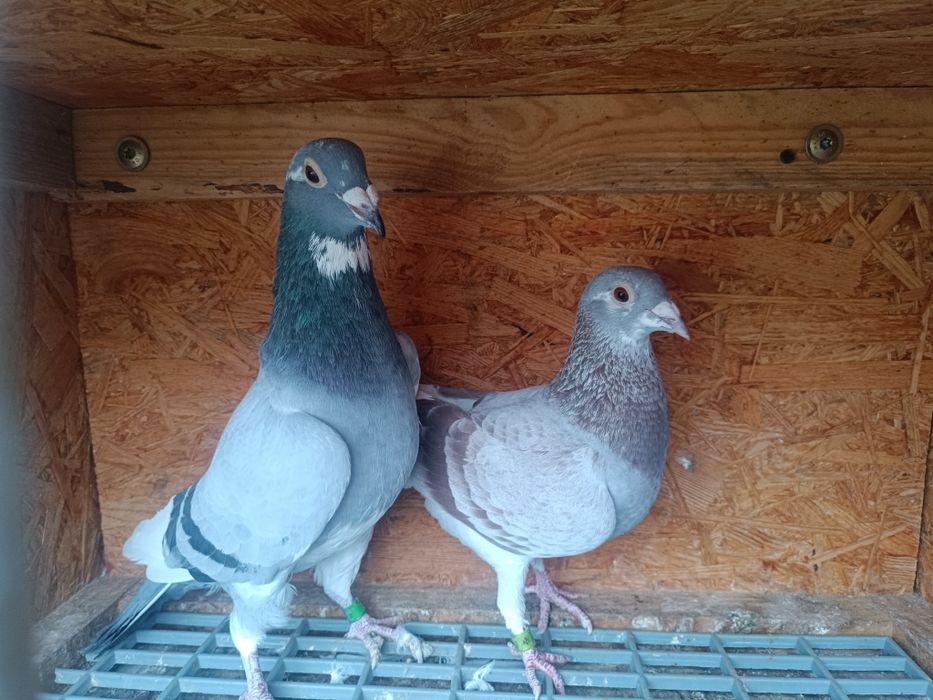 Sprzedam Samice Elektro x Porsche Gołębie Pocztowe