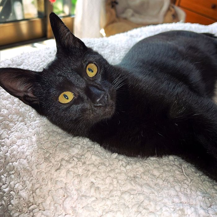 Gatinhos para adopção