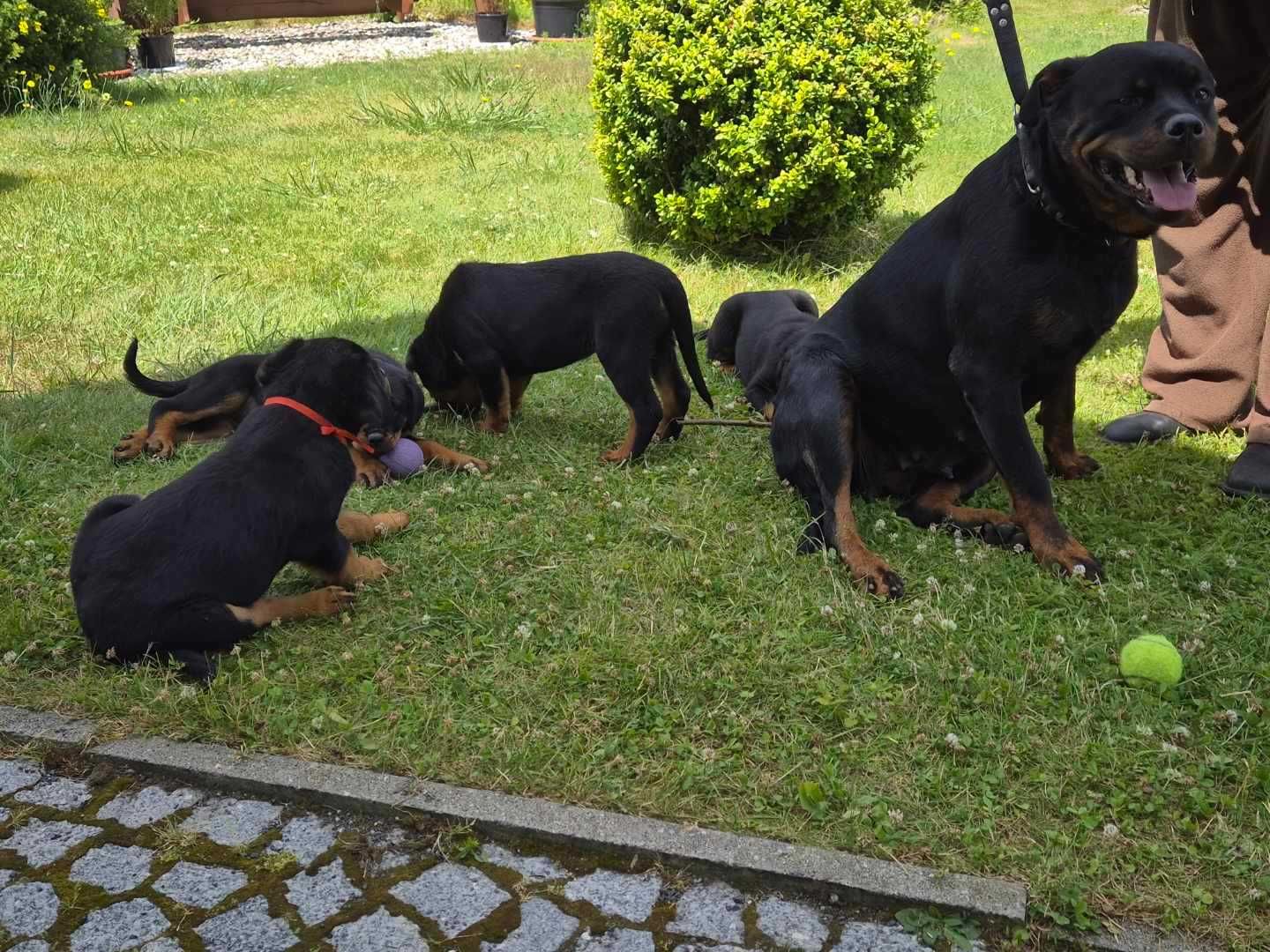 Sprzedam szczeniaka Rottweiler