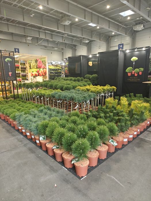 Японські клени, сосни, нівакі, магнолії