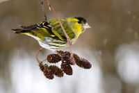 Varias aves de Fauna anilhadas 2024/2025
