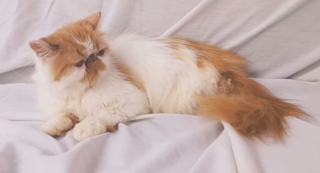 Vendo gata fêmea Persa