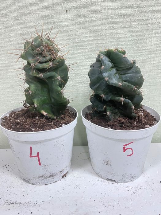 Кактус цереус спіральний, астрофітум астеріас вар, Еуфорбія велика