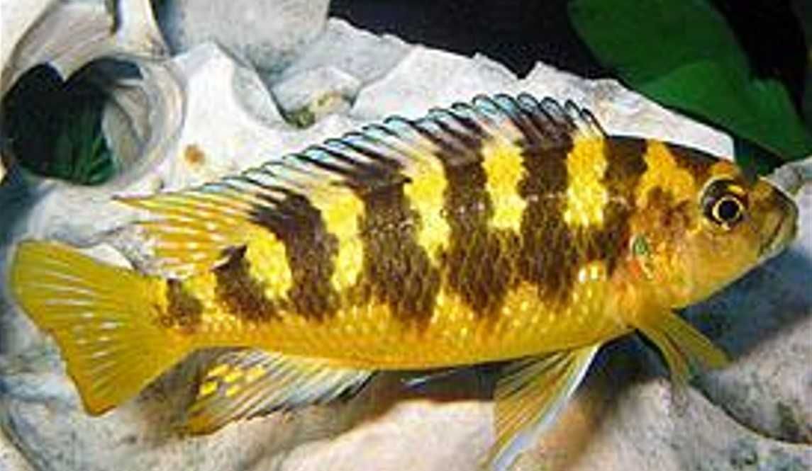 Pyszczak szerszeń - Pseudotropheus crabro - dowóz, wysyłka