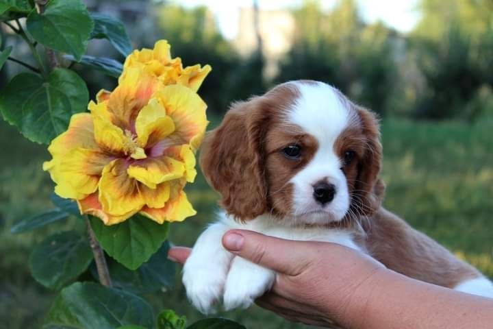 Cavalier King Charles Spaniel szczeniak sunia super piesek