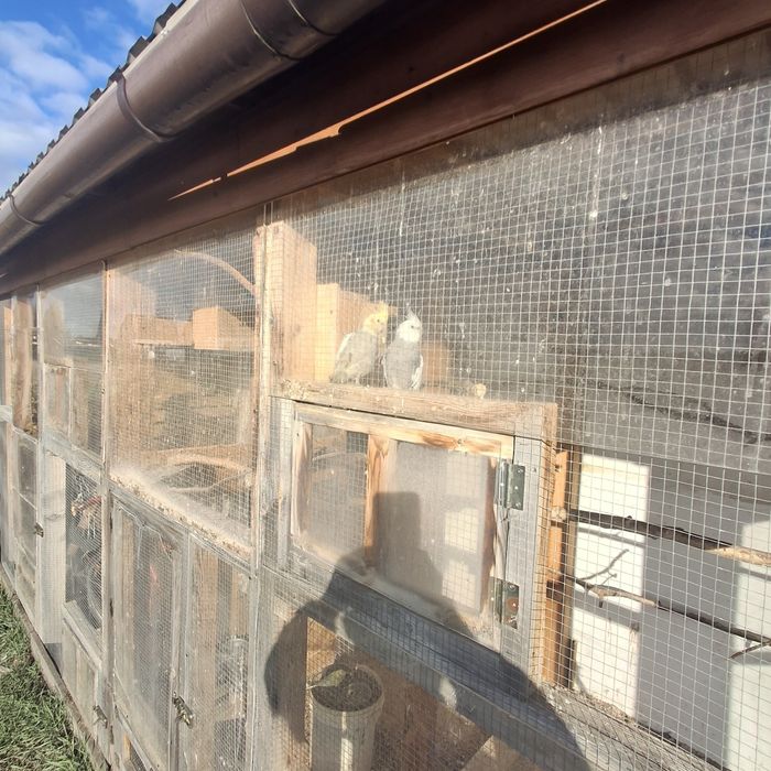 Papugi Nimfy iFaliste Likwidacja