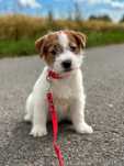 suczka Jack Russell terrier ZKWP/FCI szorstkowłosa