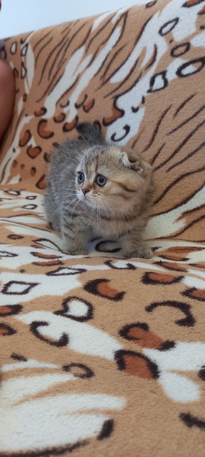 Шотландские вислоухие котята .