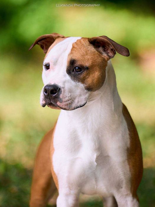 Шикарний підліток ам.стафф. Розкішний хлопчик, вік 13 міс АСТ, стафф