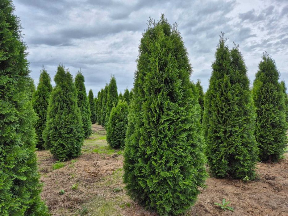 Tuja Szmaragd/Tuje Szmaragd 240cm, Sadzenie transport