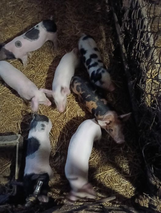 Поросята м'ясної породи