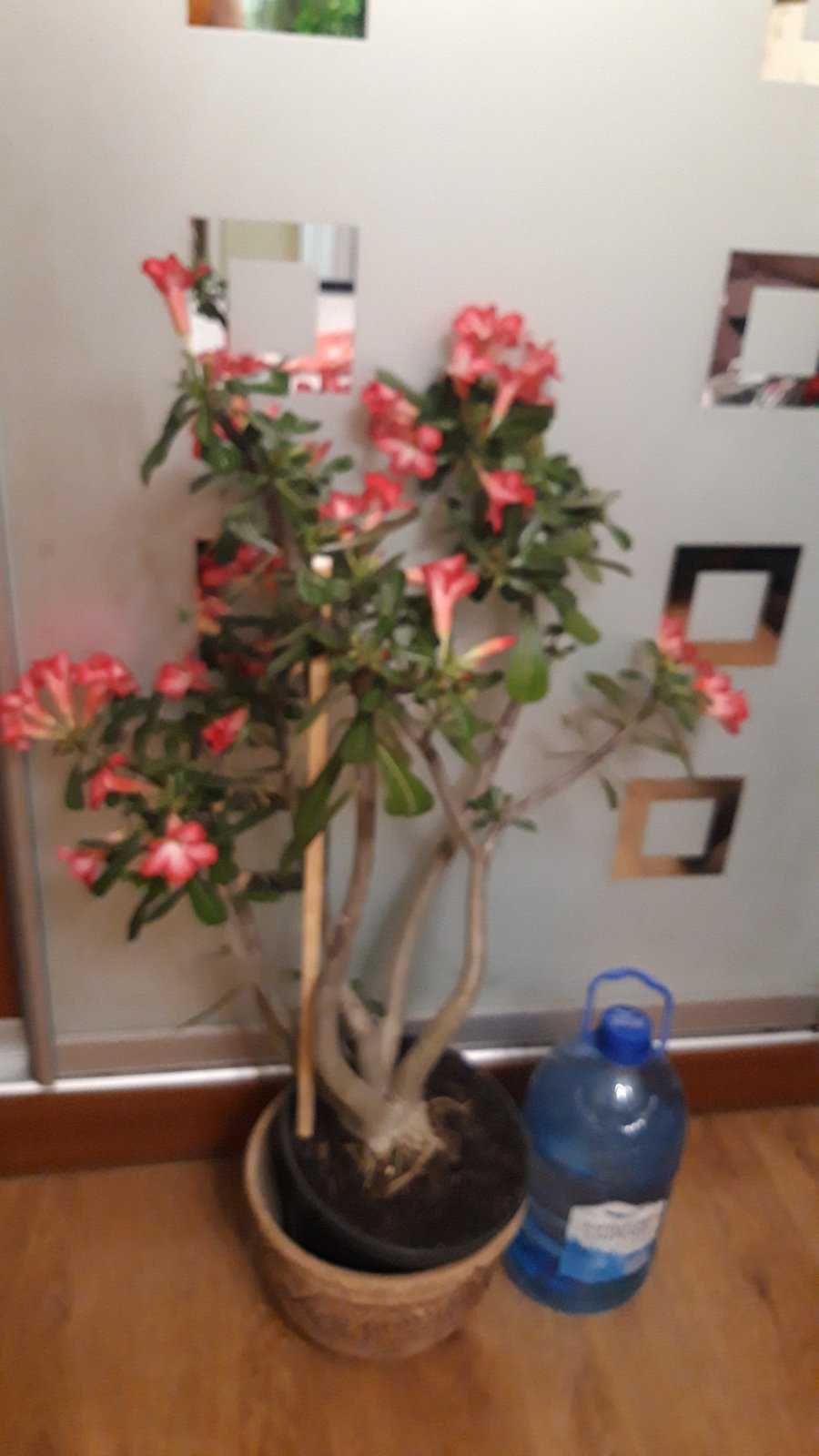 Пахиподиум Мадагаскарская пальма, Молочай Миля - Мили цветущий Адениум