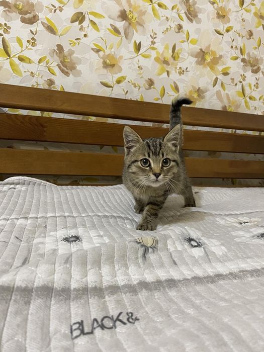 Віддам в добрі руки!