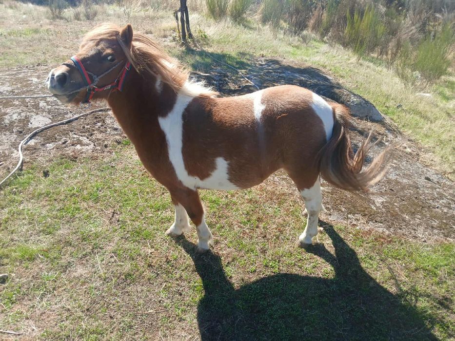 Pônei fêmea para venda 700€ negociáveis