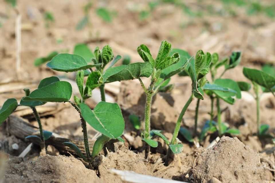 Strip-till MZURI GPS Siew punktowy kukurydza-słonecznik-soja EKOSCHEMA