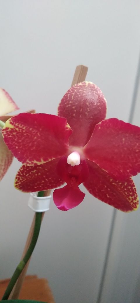 Орхідея фаленопсис квітуча Тонка 7