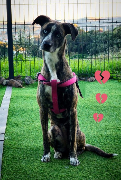 Cadela para adoção