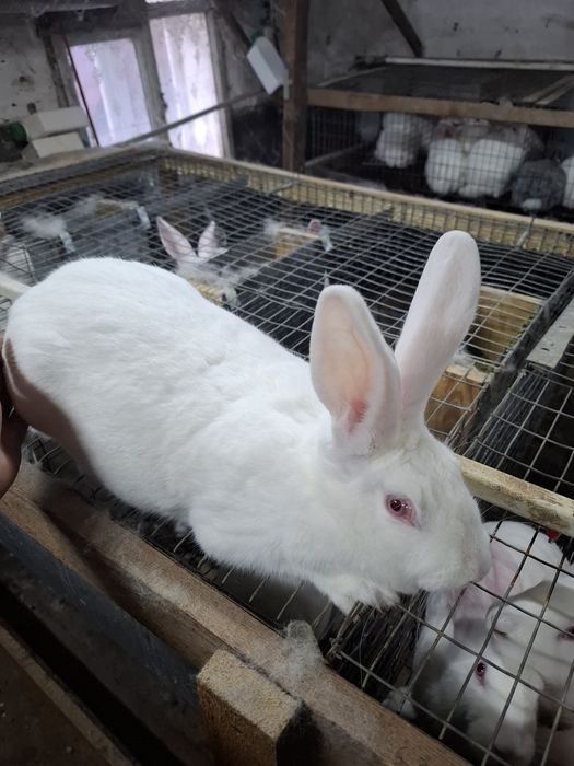 Кролі термонська біла