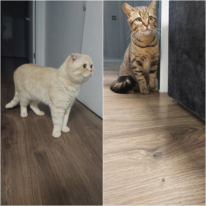 Кошенята шотланські