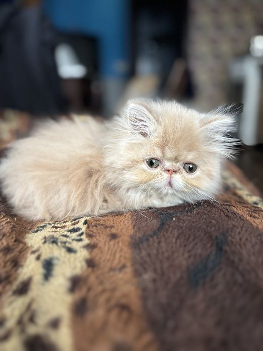 Чистокровный перс кремовый персиковый