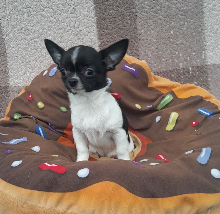Chłopiec chihuahua w czarno-białym kolorze