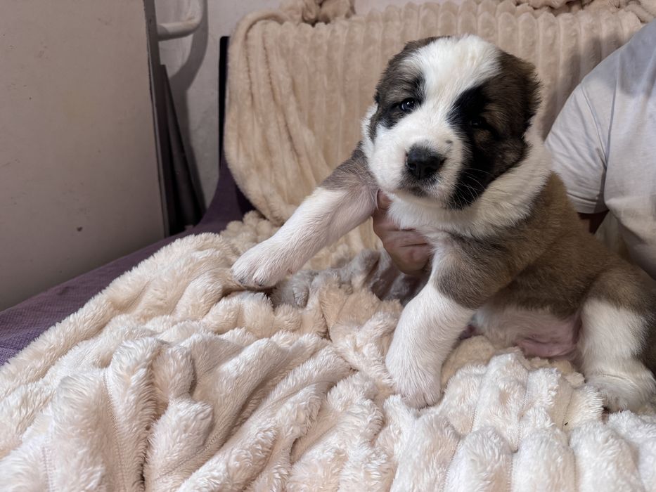 Продам цеценят САО (алабай)