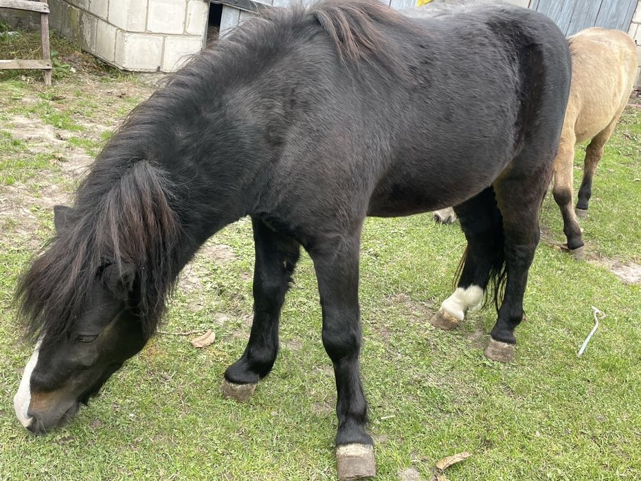 Sprzedam kucyka- ogiera