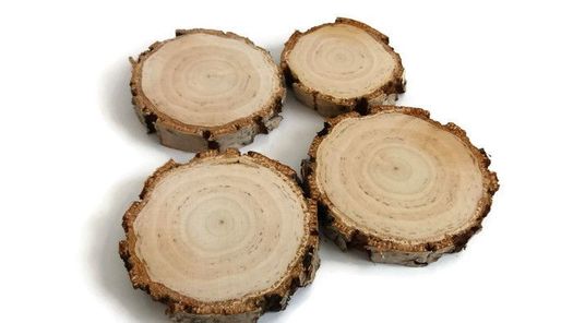 plastry drewna brzoza gruba kora 14-16 cm, gr. 2cm