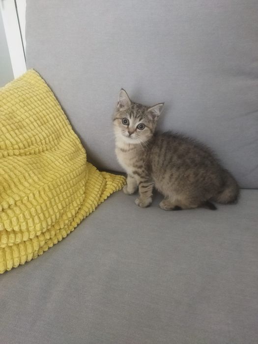 Gatinha British Shorthair Black Smoke