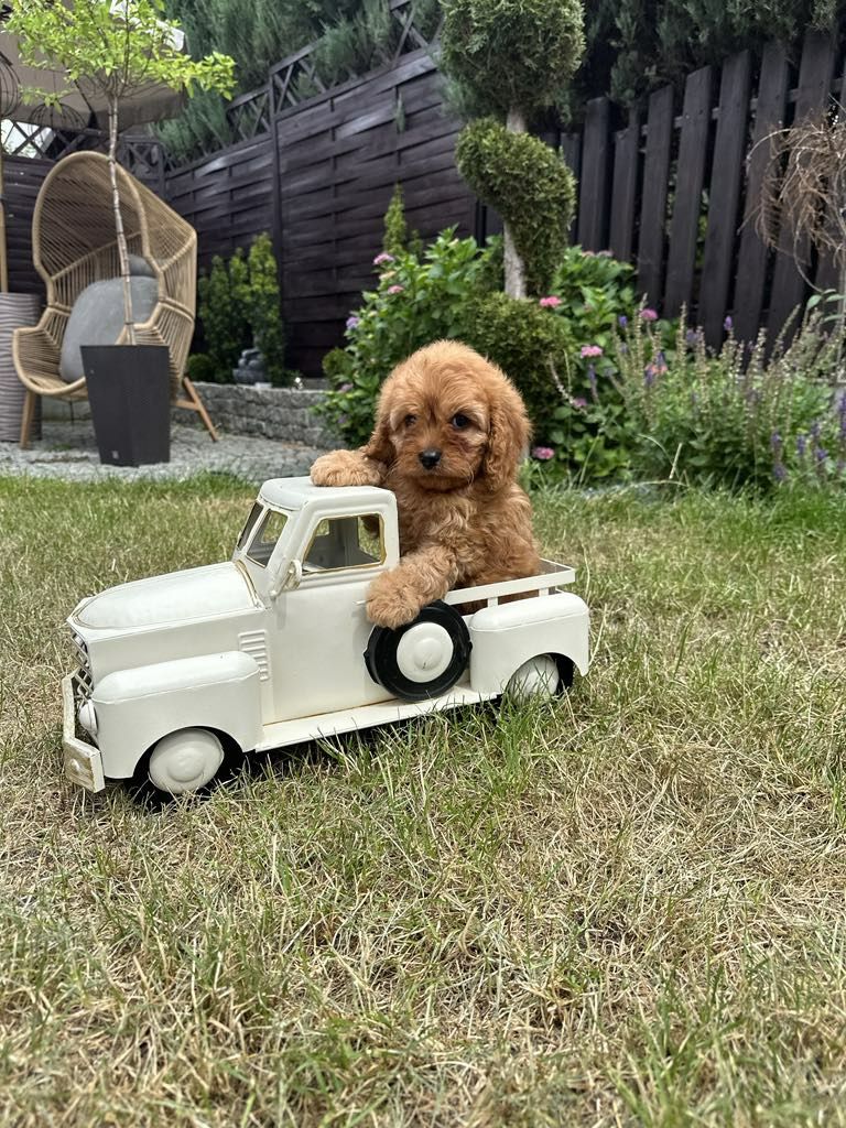 Cudowna dziewczynka Cavapoo