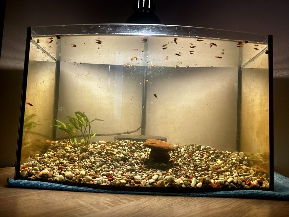 Akwarium z rybkami. 34 L