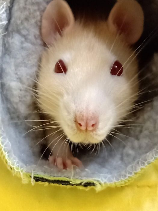 Корм, мешанка для крыс, щурів, пацюків,мішанина, Валерія та Хвости,3кг