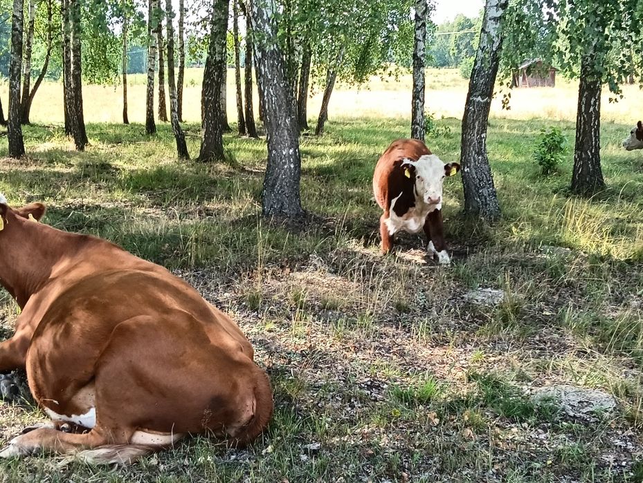 Odsadki hereford