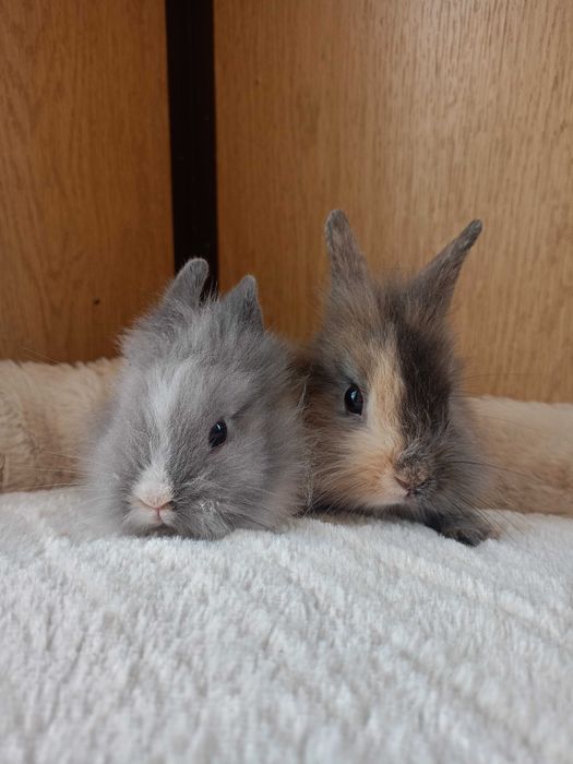 Królik karzełek, mini lop, miniaturka