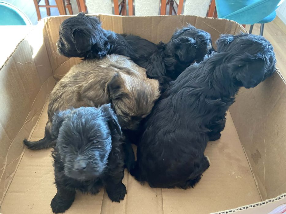 Pinczery pieski do oddania w dobre rece