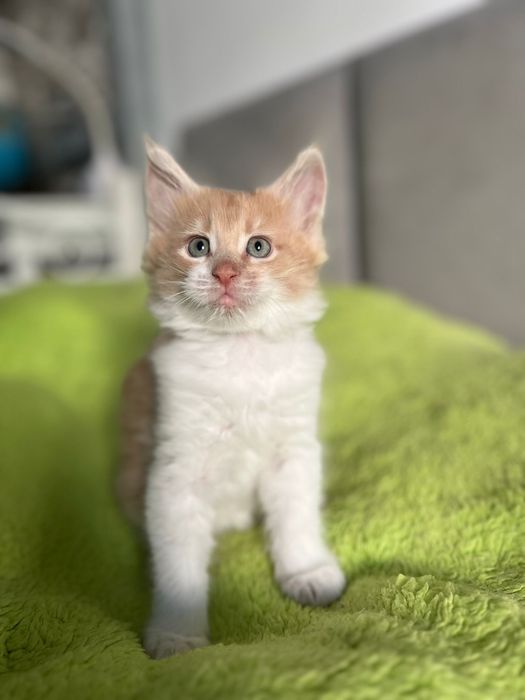 Kocurek Maine Coon „HIRO” e0922 FPL/FIFE – klasyczny kremowy z bielą