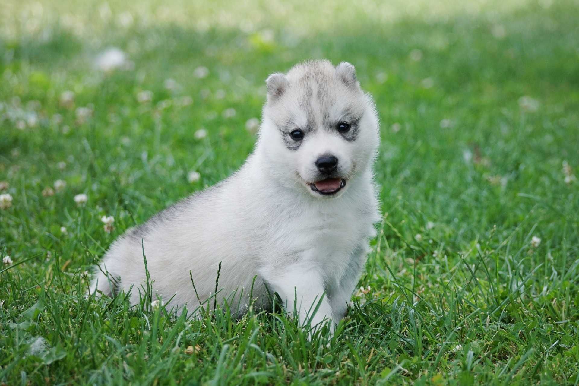 Szczenięta piesek husky z rodowodem ZKwP / FCI