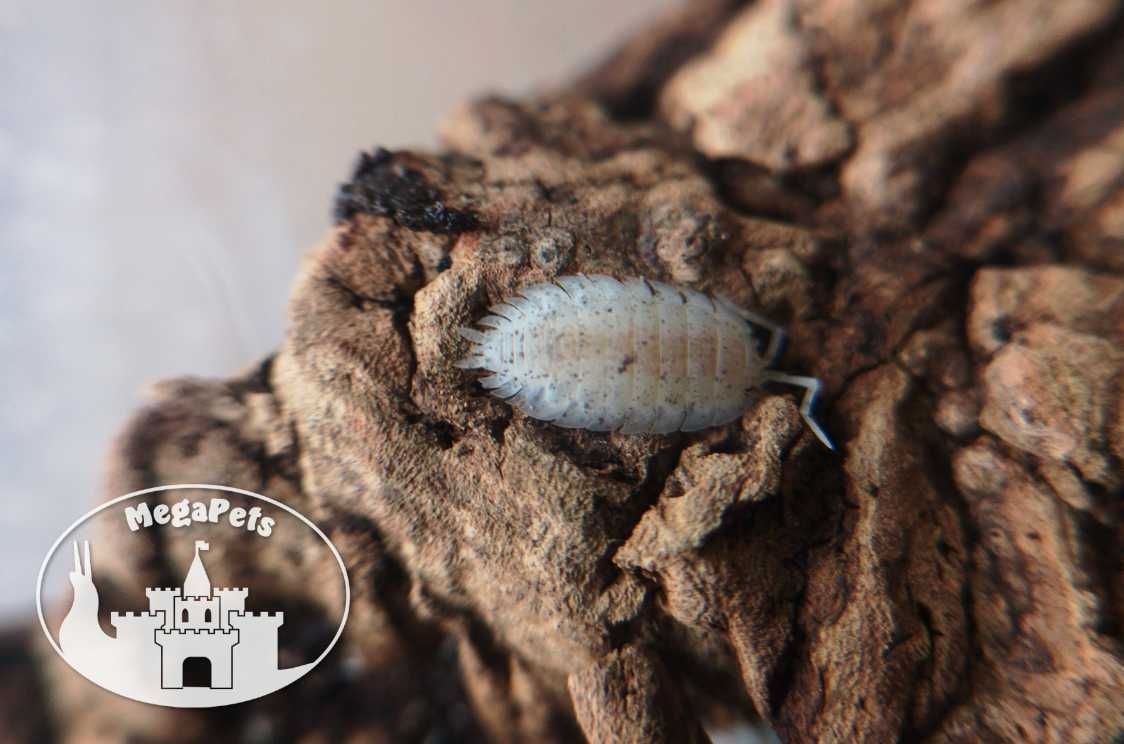 Porcellio scaber dalmatian Stonoga Kulanki Prosionki Skoczogonki