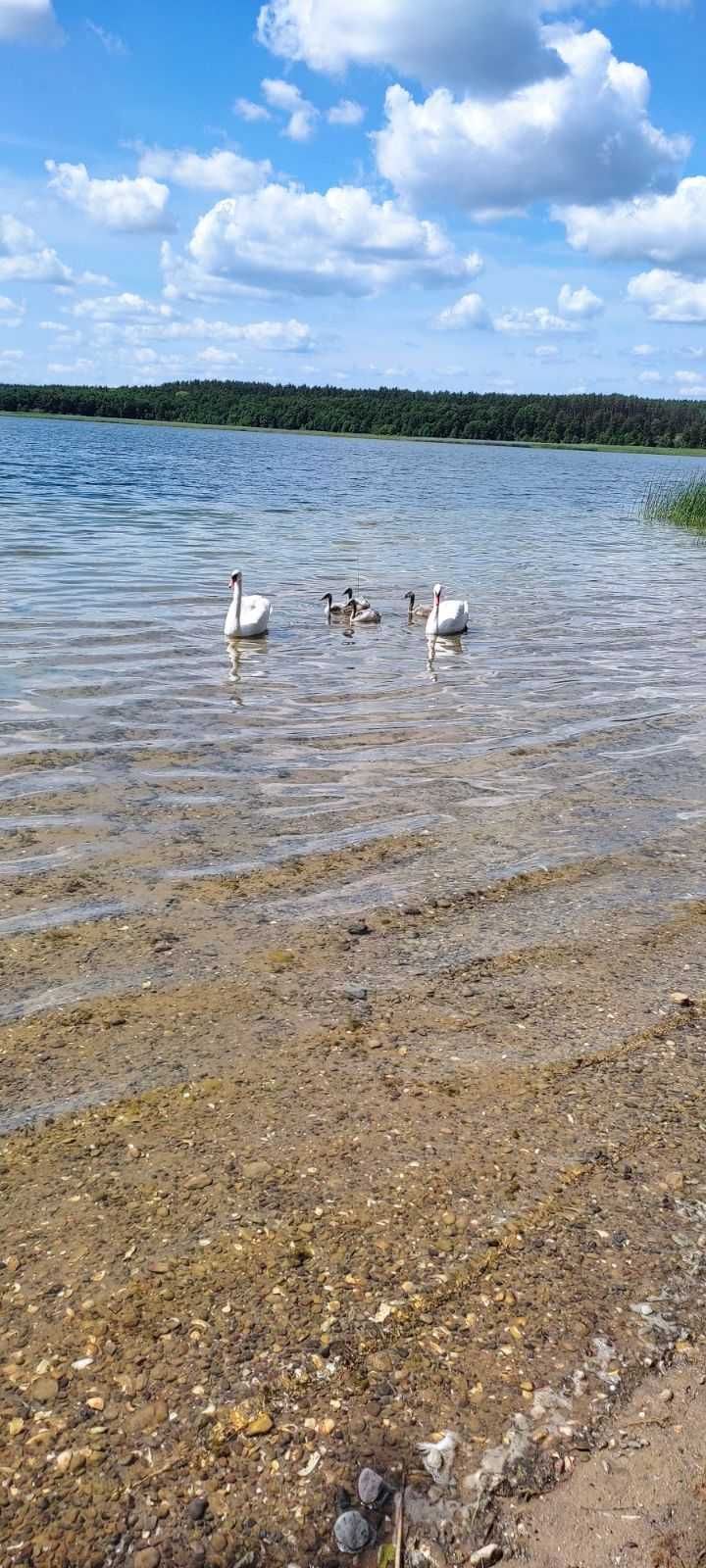 DOMEK HOLENDERSKI do wynajęcia na Mazurach, nad jeziorem.