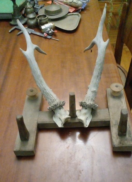 Роги олення натуральні на підставці.