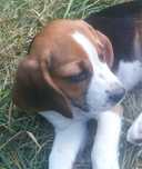 Beagle szczenię z rodowodem