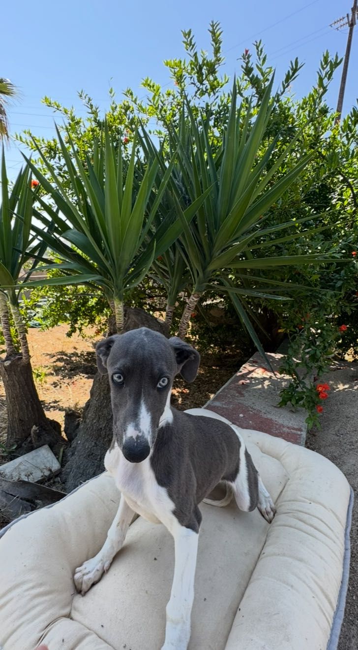 Galguinho Whippet
