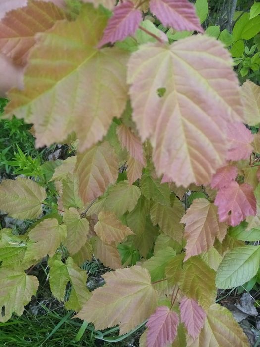 Клен татарский или черноклен. Медонос.