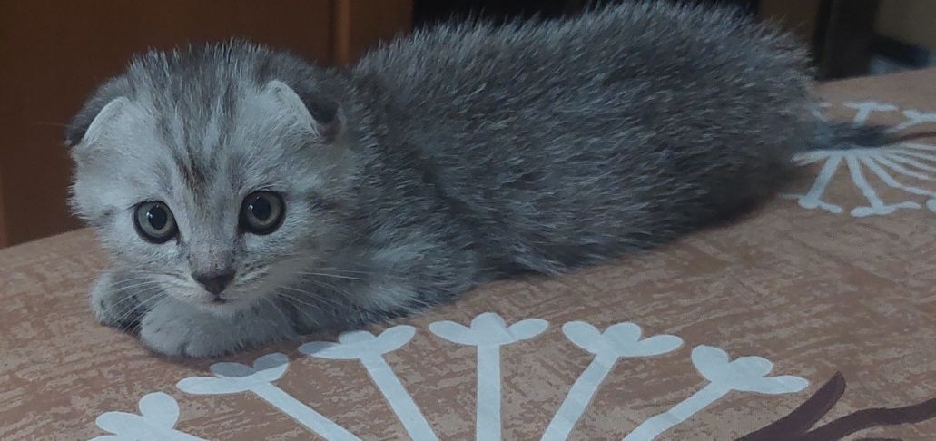 Продам шотландських кошенят