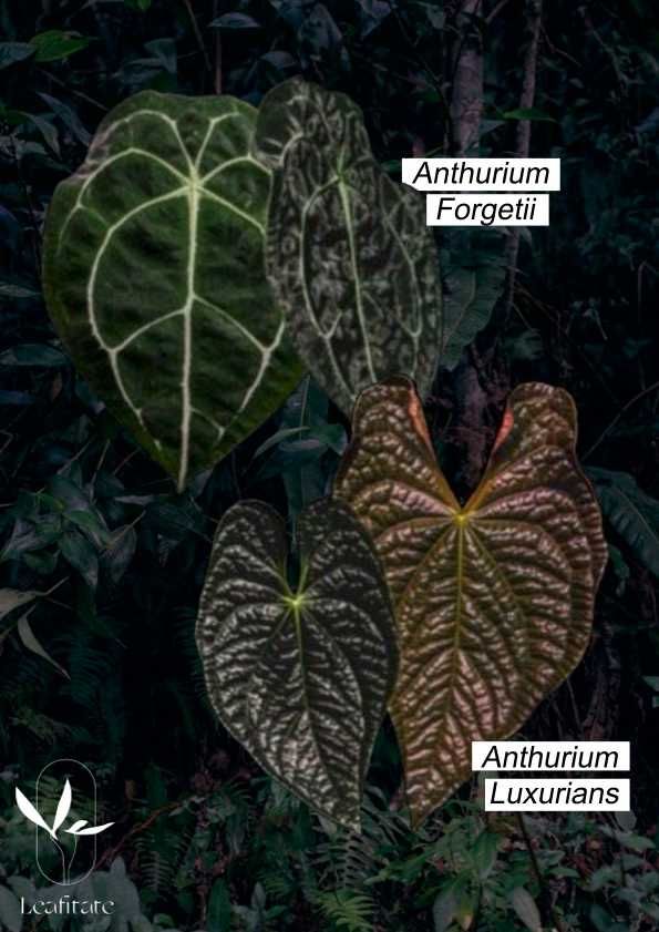 Vendo  Anthurium Papi xone x Red spider