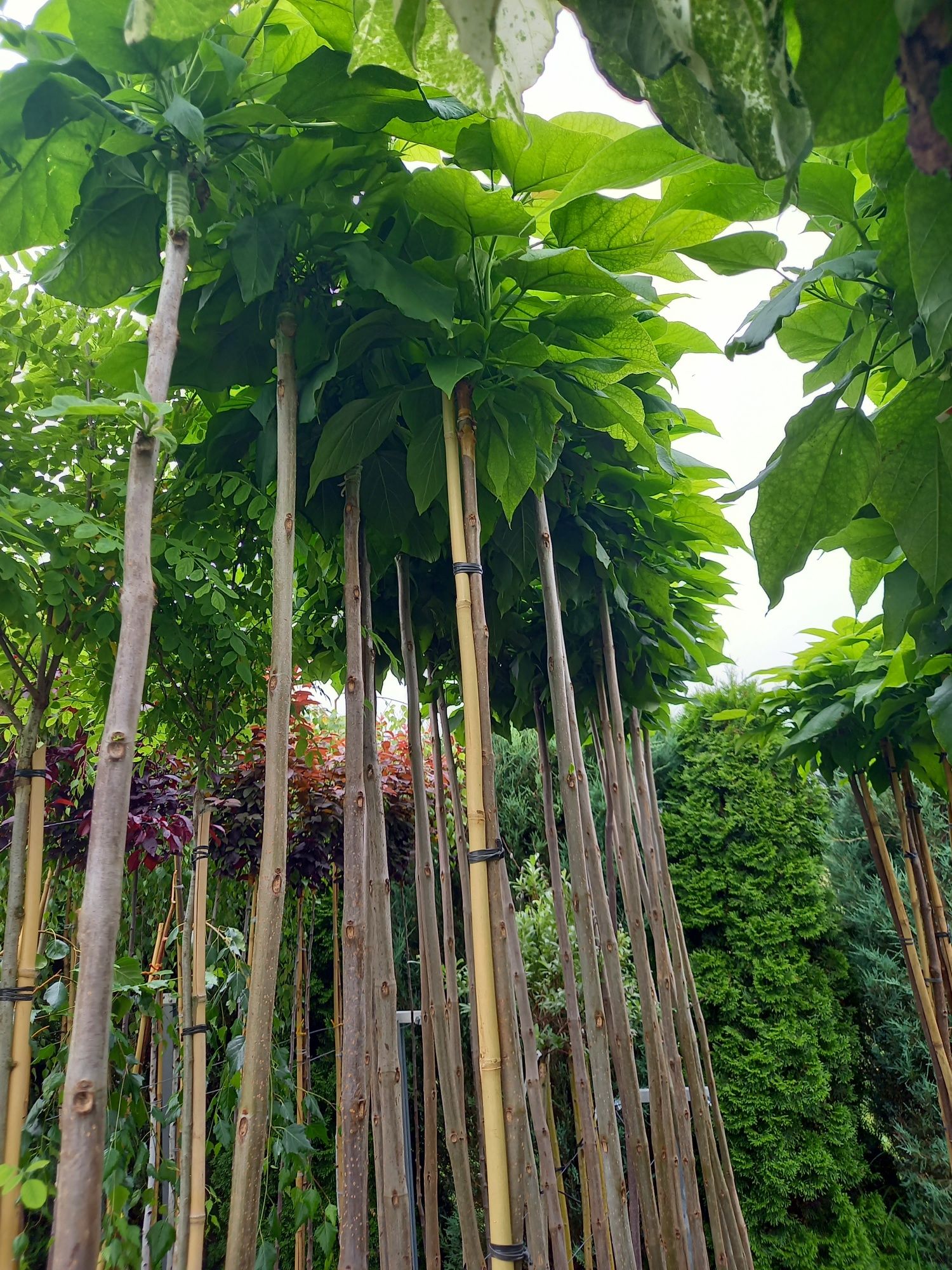 Katalpa Catalpa 120-230 cm Tuja szmaragd