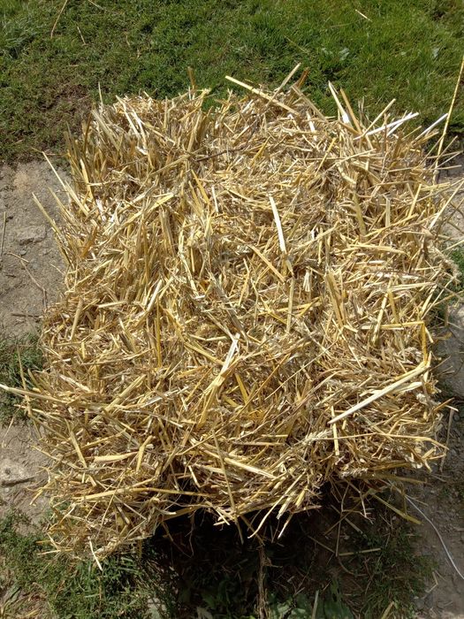 Sloma mała kostka zbiór 2025