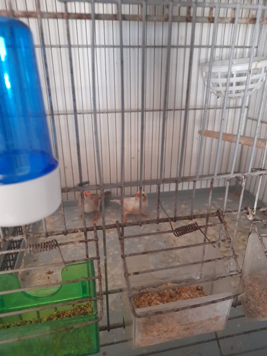 Algumas aves para troca ou venda