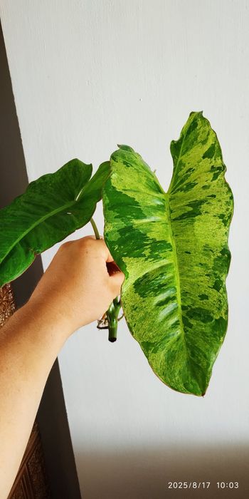 Филодендрони Модтаной 69686 Біллітау Ring of fire Paraiso Verde